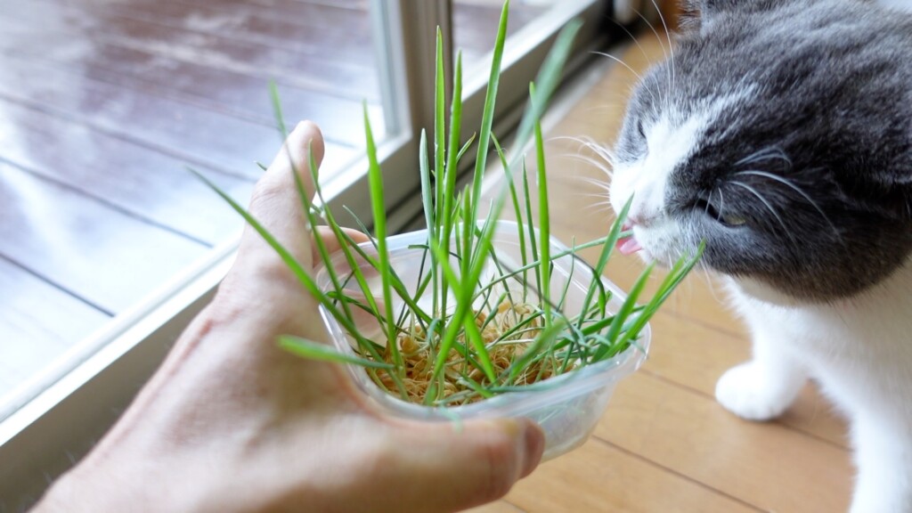 猫に猫草を与えている様子