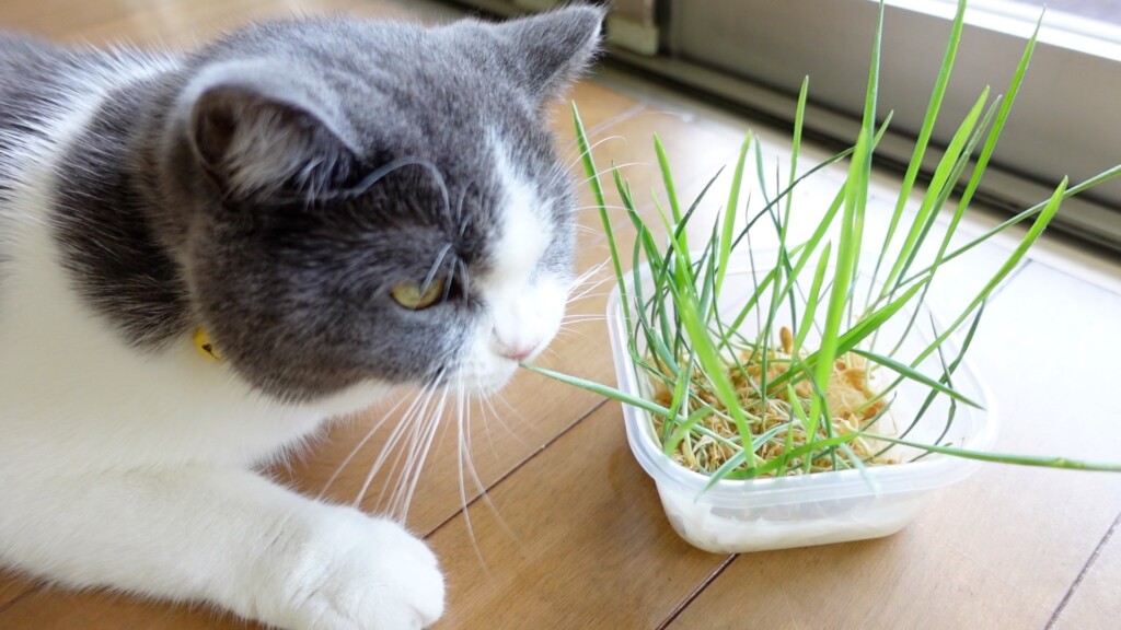 猫草の水耕栽培