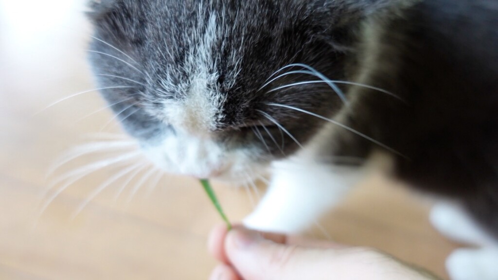 猫草を食べる猫