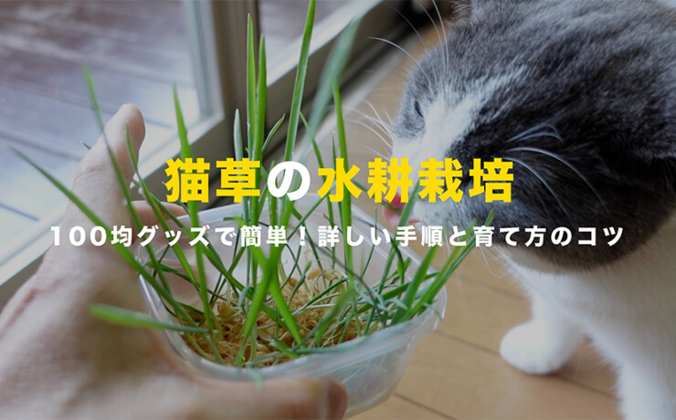 猫草の水耕栽培