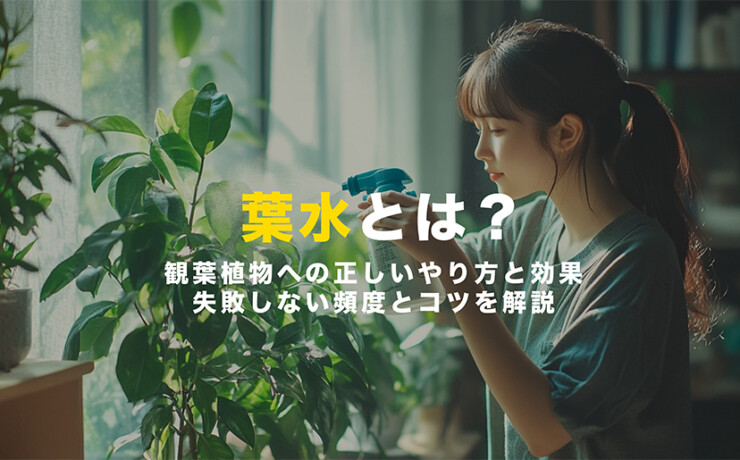 葉水とは
