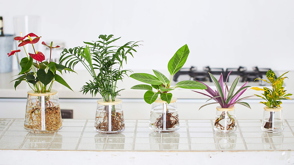 WOOTANGの水耕栽培の観葉植物
