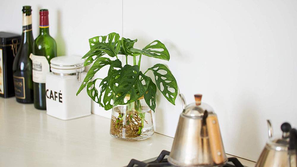 キッチンに置いてある水耕栽培の観葉植物