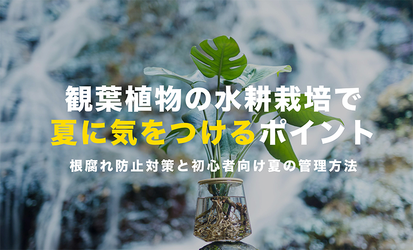 水耕栽培の観葉植物で夏に気を付けるポイント