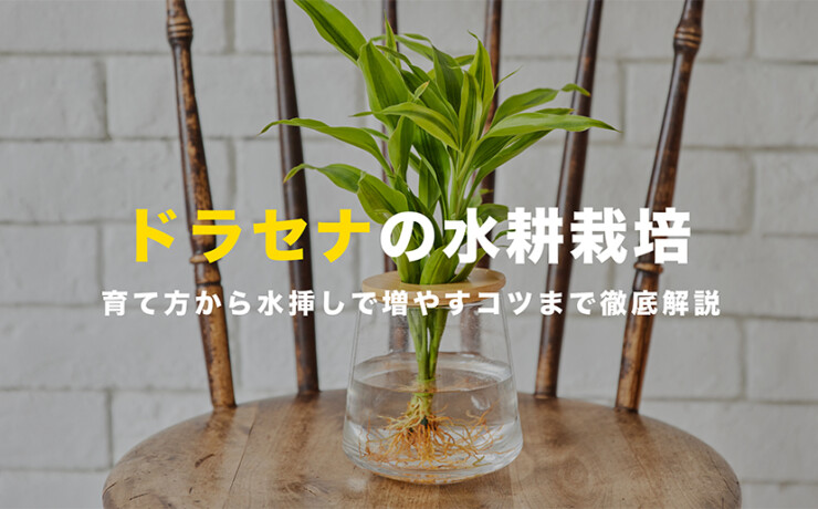 ドラセナの水耕栽培