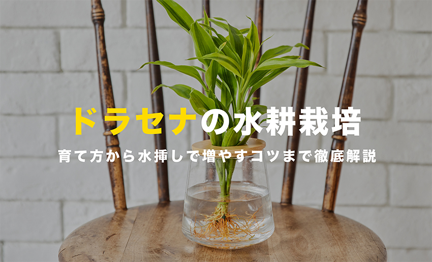 ドラセナの水耕栽培