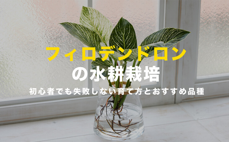 フィロデンドロンの水耕栽培