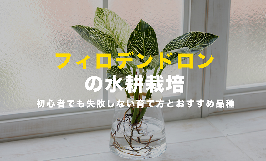 フィロデンドロンの水耕栽培