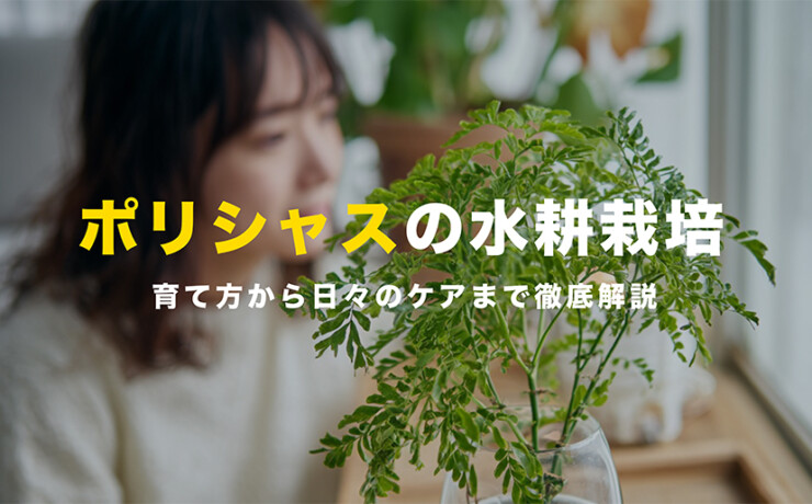ポリシャスの水耕栽培