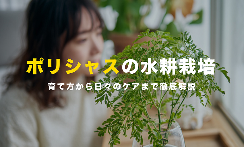 ポリシャスの水耕栽培