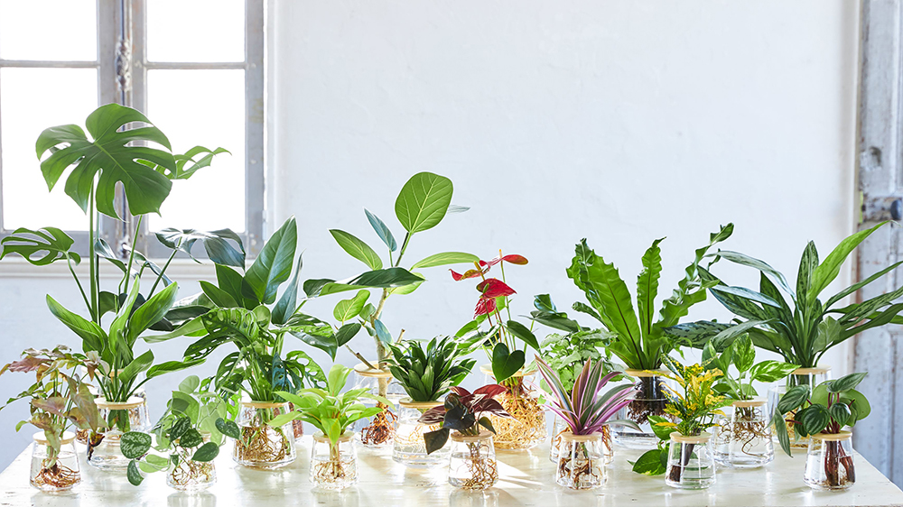 土を使わない水だけで育てる観葉植物