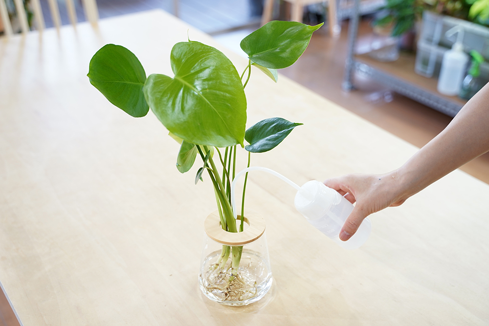 水耕栽培のモンステラに水を足している様子