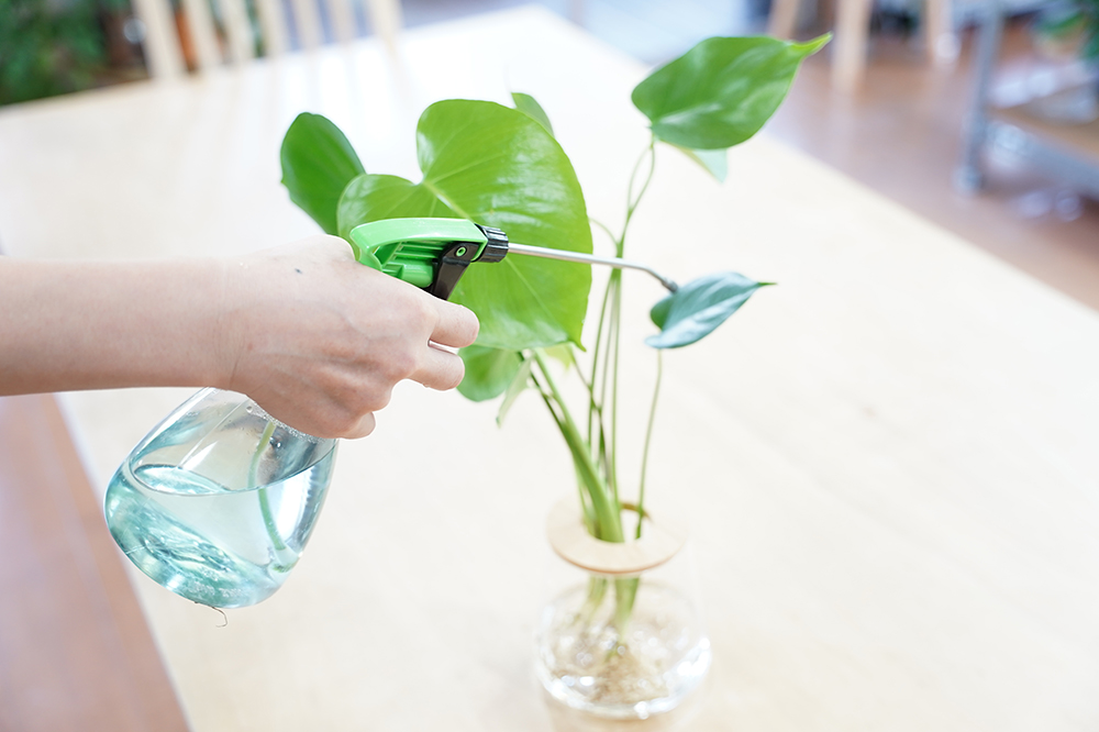 水耕栽培のモンステラに液体肥料を要面散布している様子