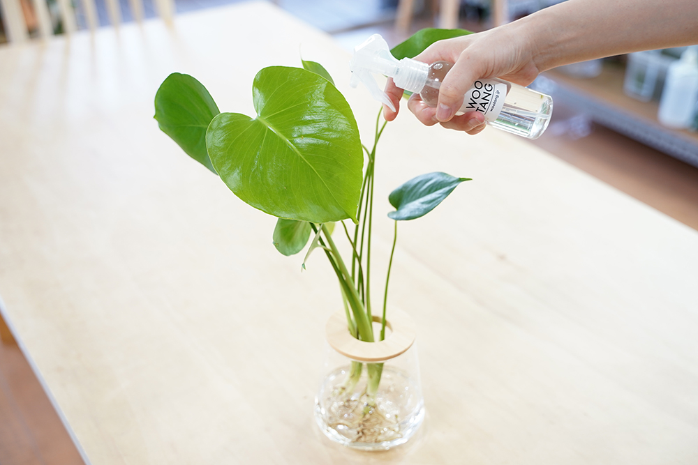 水耕栽培のモンステラに霧吹きで葉水をしている様子