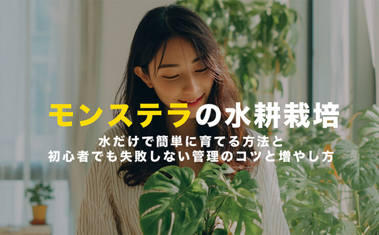 モンステラの水耕栽培