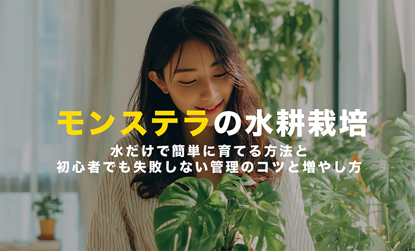 モンステラの水耕栽培