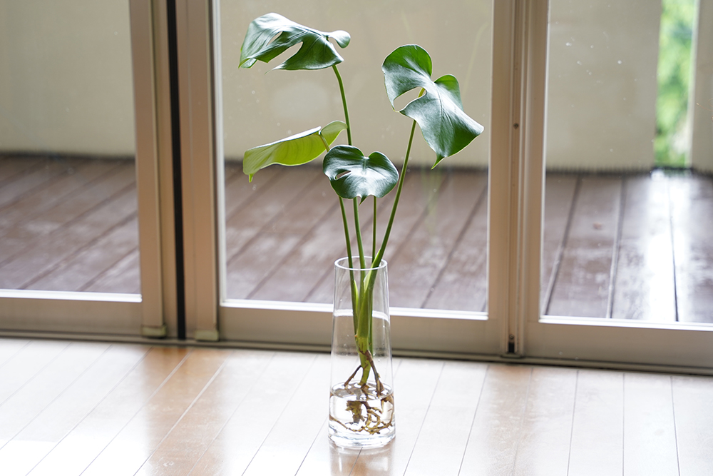 花瓶に水耕栽培のモンステラを入れている様子