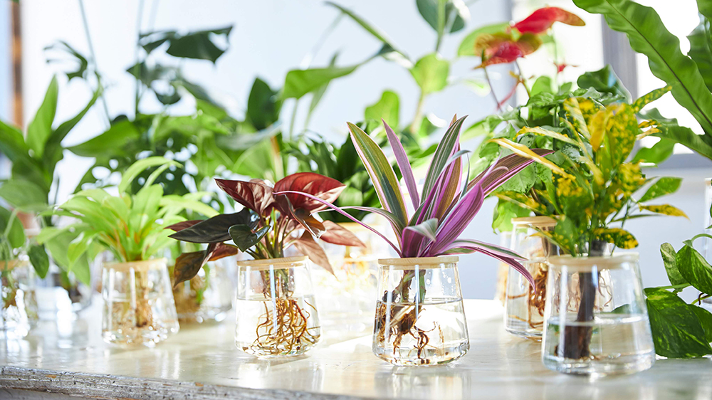 WOOTANGの水耕栽培の観葉植物