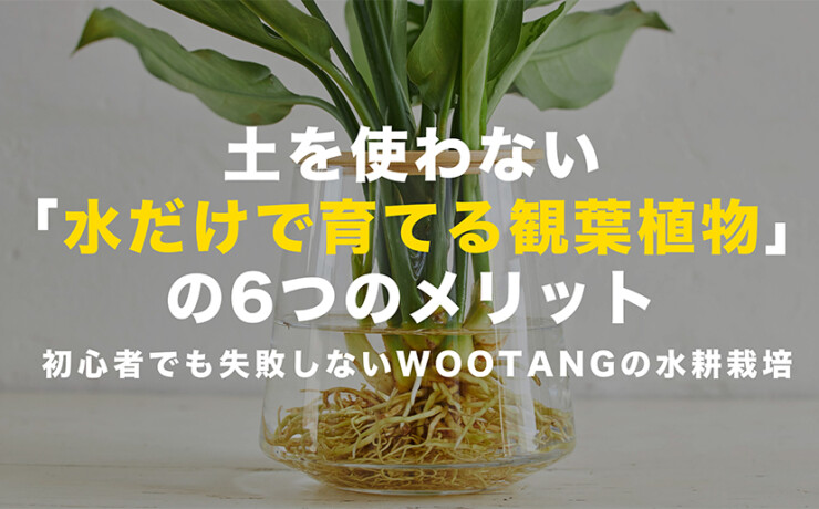 土を使わない「水だけ育てる観葉植物」のメリット