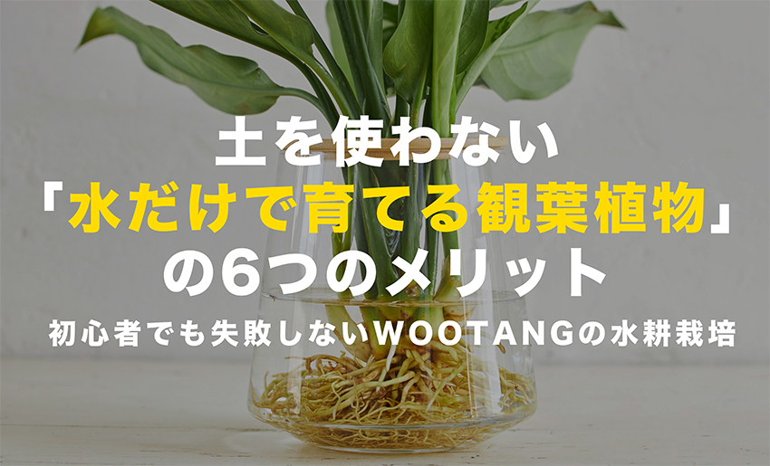 土を使わない「水だけ育てる観葉植物」のメリット