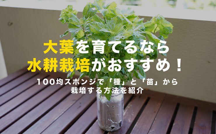 大葉の水耕栽培