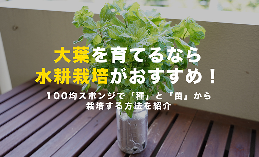 大葉の水耕栽培