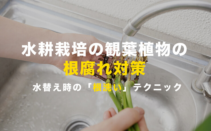 水耕栽培の観葉植物の根洗いテクニック