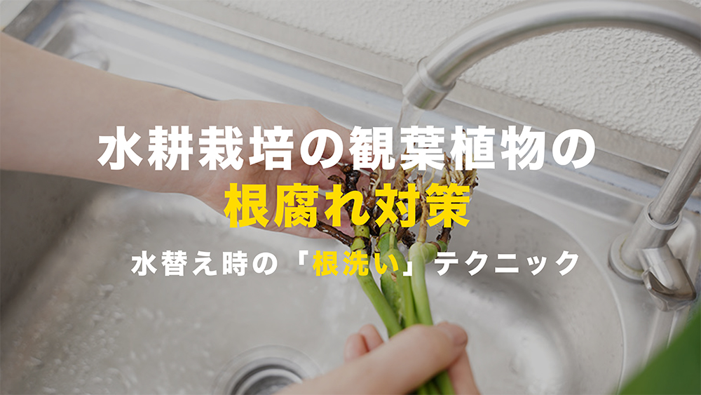 水耕栽培の観葉植物の根洗いテクニック