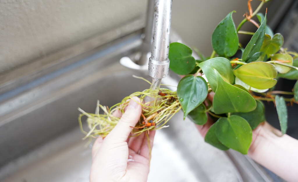 水耕栽培の観葉植物を根洗いしている様子