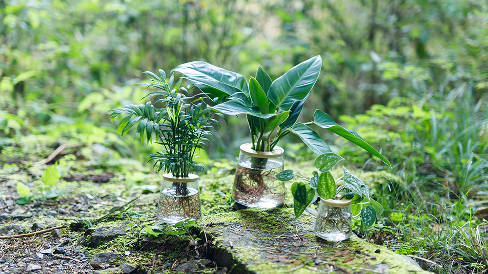 森に置いてあるWOOTANGの「水だけで育てる観葉植物」