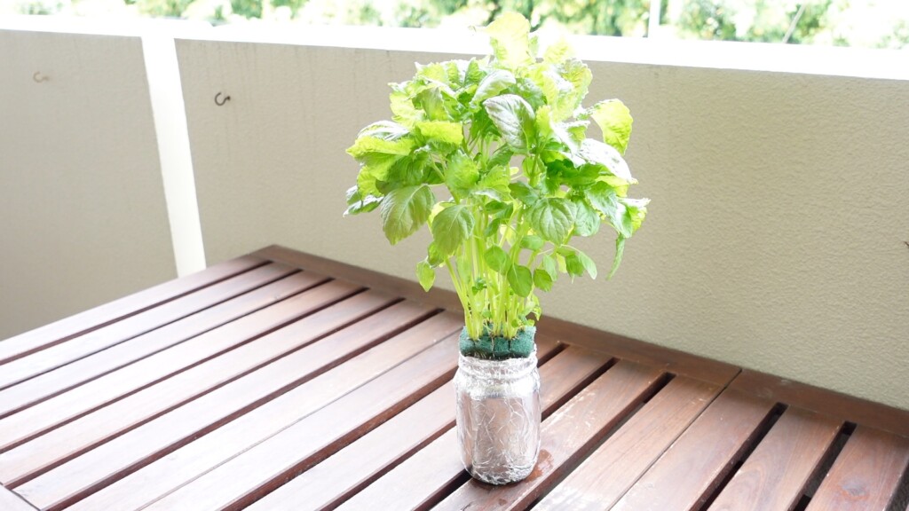 7週間後の大葉