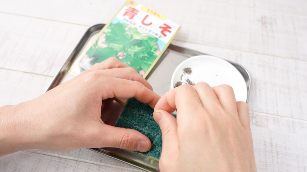 スポンジに大葉の種を蒔いている様子