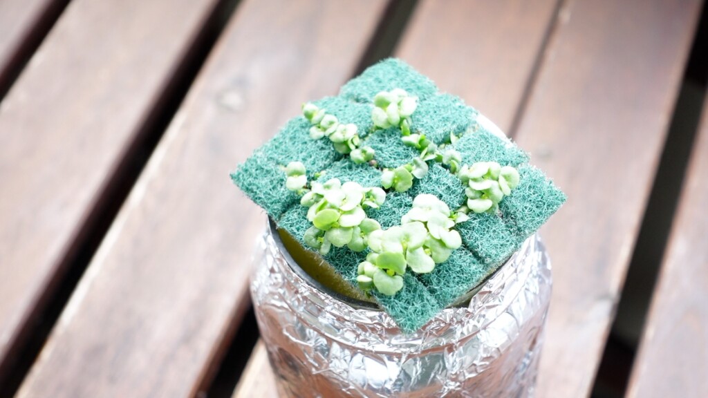 発芽した大葉の種
