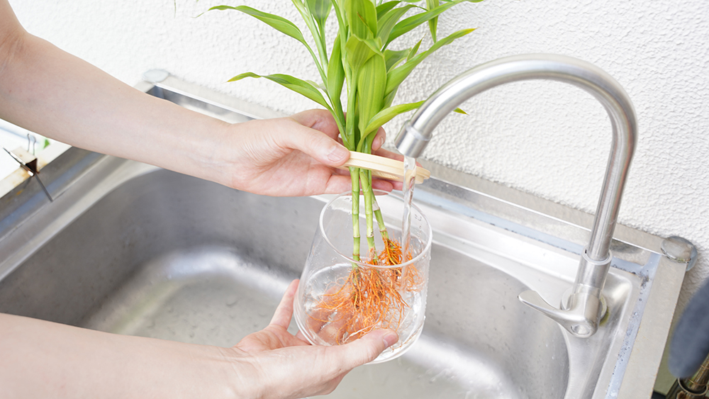 ドラセナの器に水を入れている様子