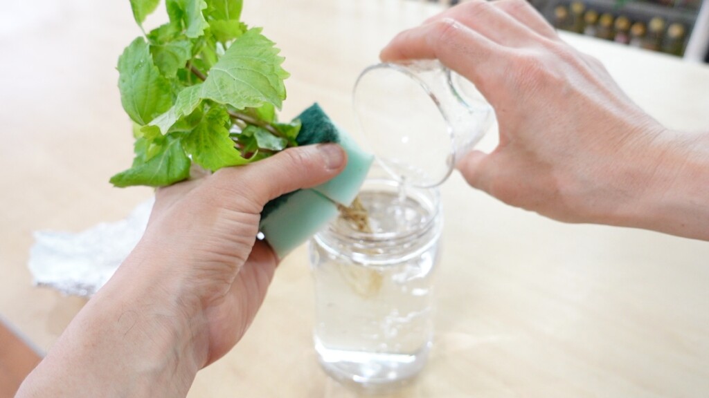 大葉の苗に水足しをしている様子