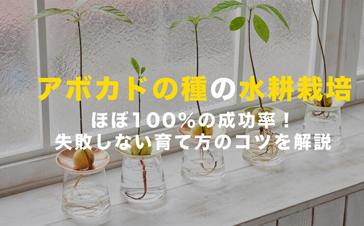 アボカドの種の水耕栽培