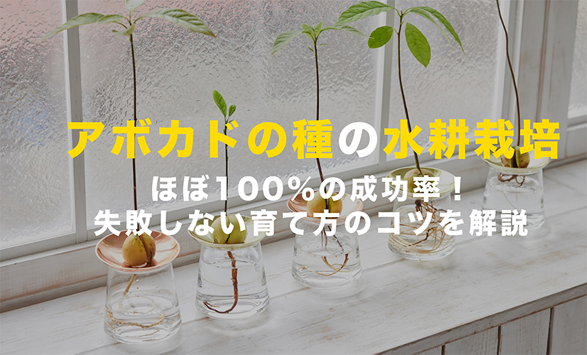 アボカドの種の水耕栽培