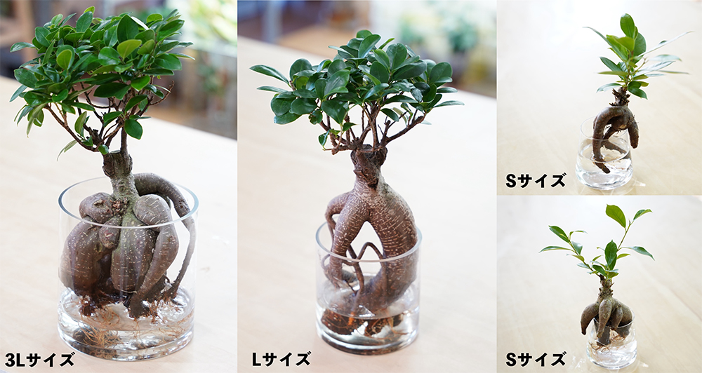 WOOTANGで販売している水耕栽培のガジュマル