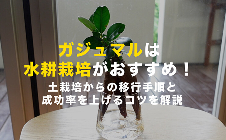 ガジュマルの水耕栽培