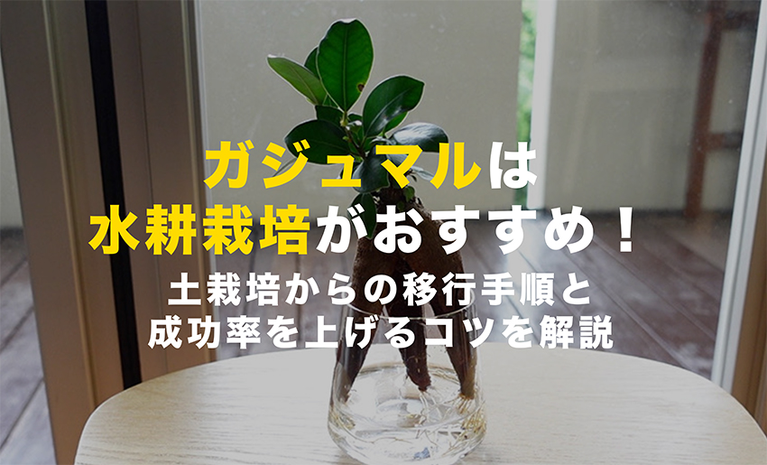 ガジュマルの水耕栽培