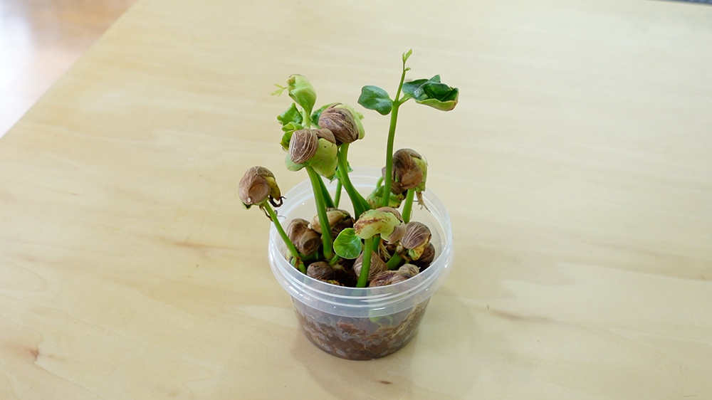パキラの種が発芽した様子