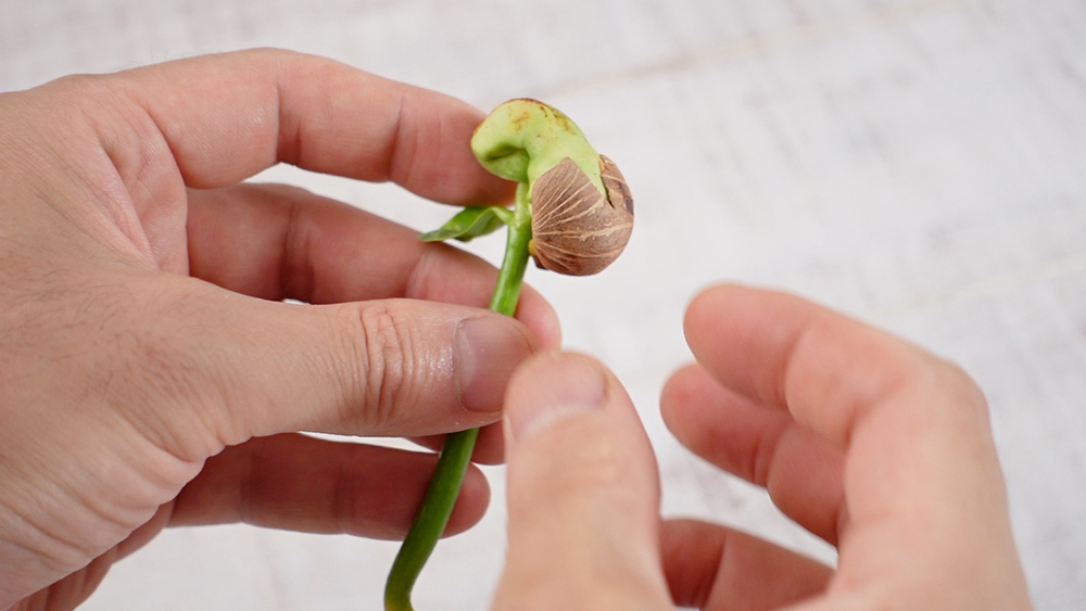 パキラの苗から種の殻を取っている様子