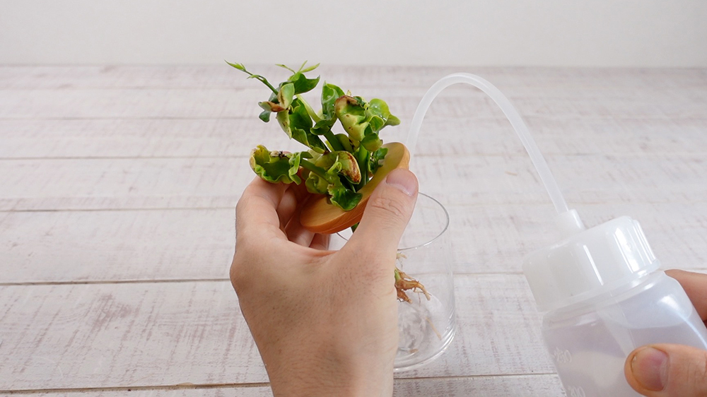 水耕栽培用の容器にパキラの苗を入れて水を入れている様子