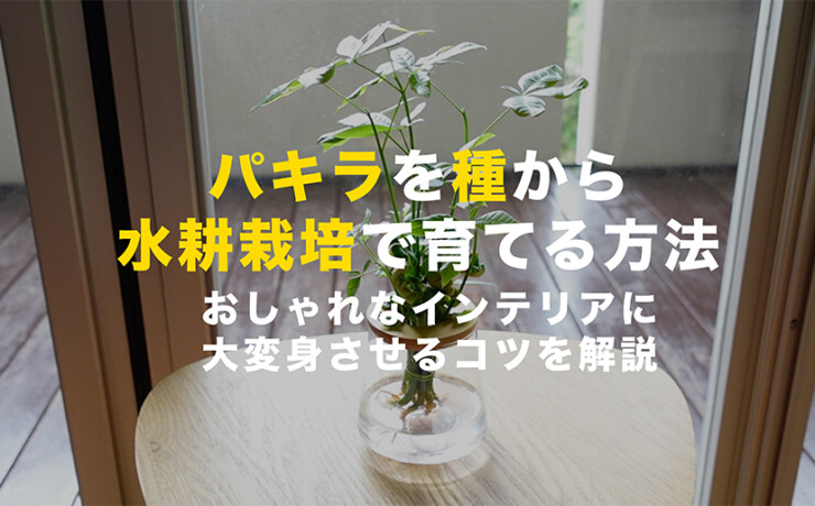パキラの種を水耕栽培する方法