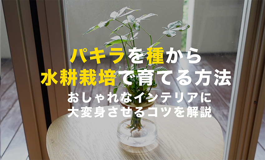 パキラの種を水耕栽培する方法