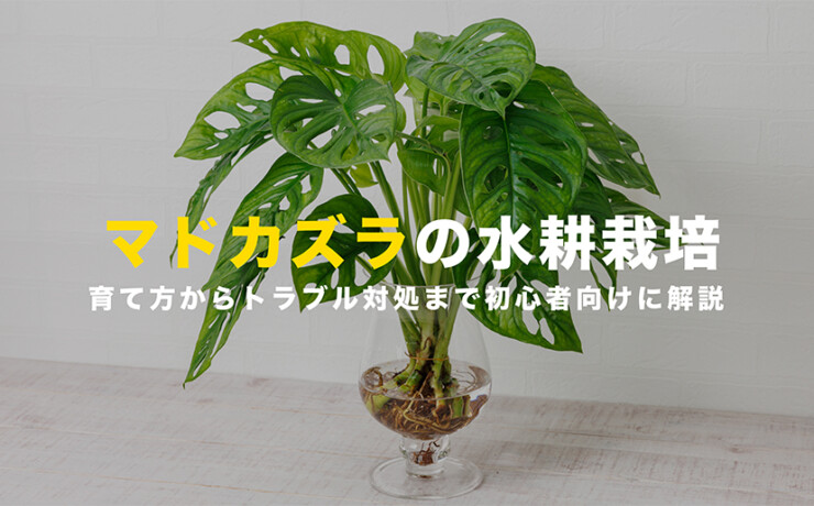 マドカズラの水耕栽培