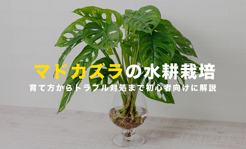 マドカズラの水耕栽培