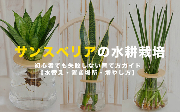 サンスベリアの水耕栽培