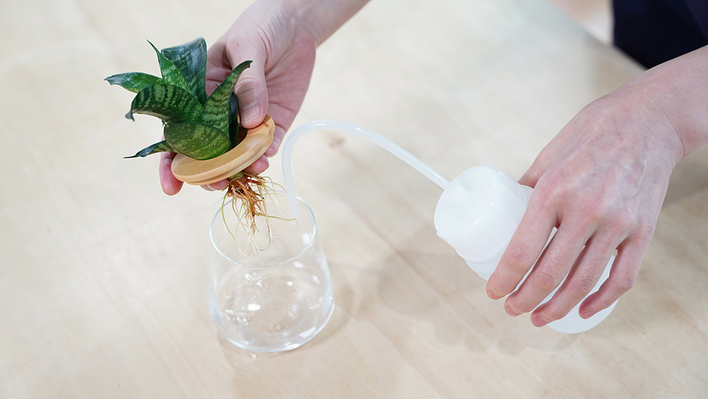 サンスベリアの器に水を入れている様子