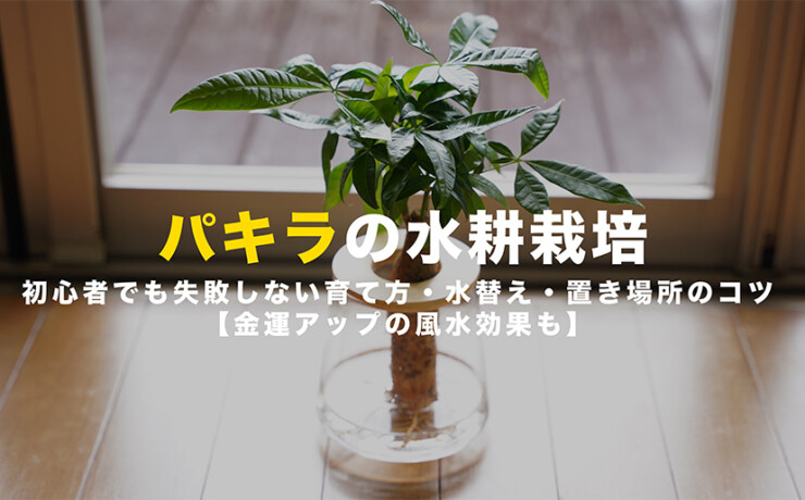 パキラの水耕栽培